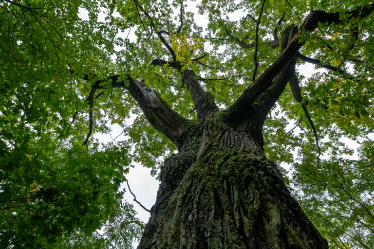 600-letni dąb szypułkowy „Wiarus”. Zdjęcie