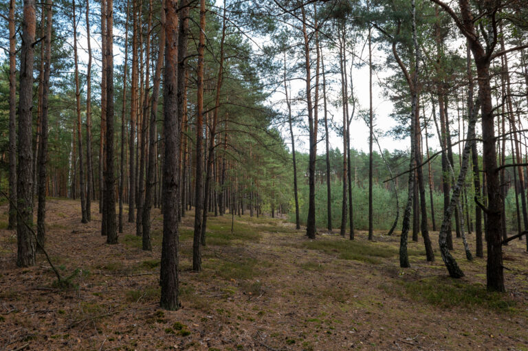 Wydmy poprzeczne lub inaczej wały wydmowe znajdują się na terenach leśnych pomiędzy miejscowościami Ruda i Jędrzejnik Zdjęcie2