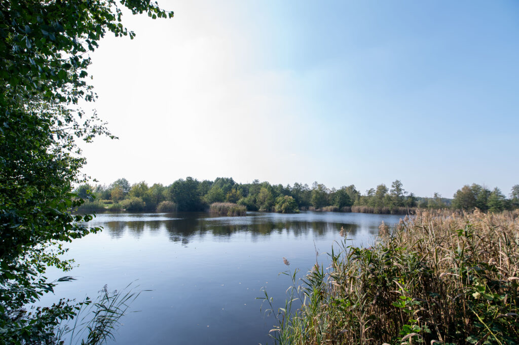 Rezerwat przyrody „Bagno Pogorzel”.