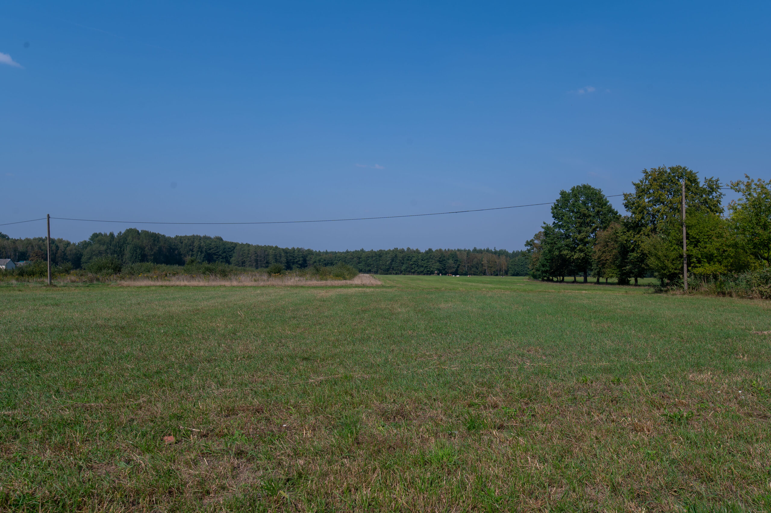 Bagno Krzywickie Strugi. Z gatunków rzadkich i chronionych z tego terenu wymienia się m.in. grzybienie północne