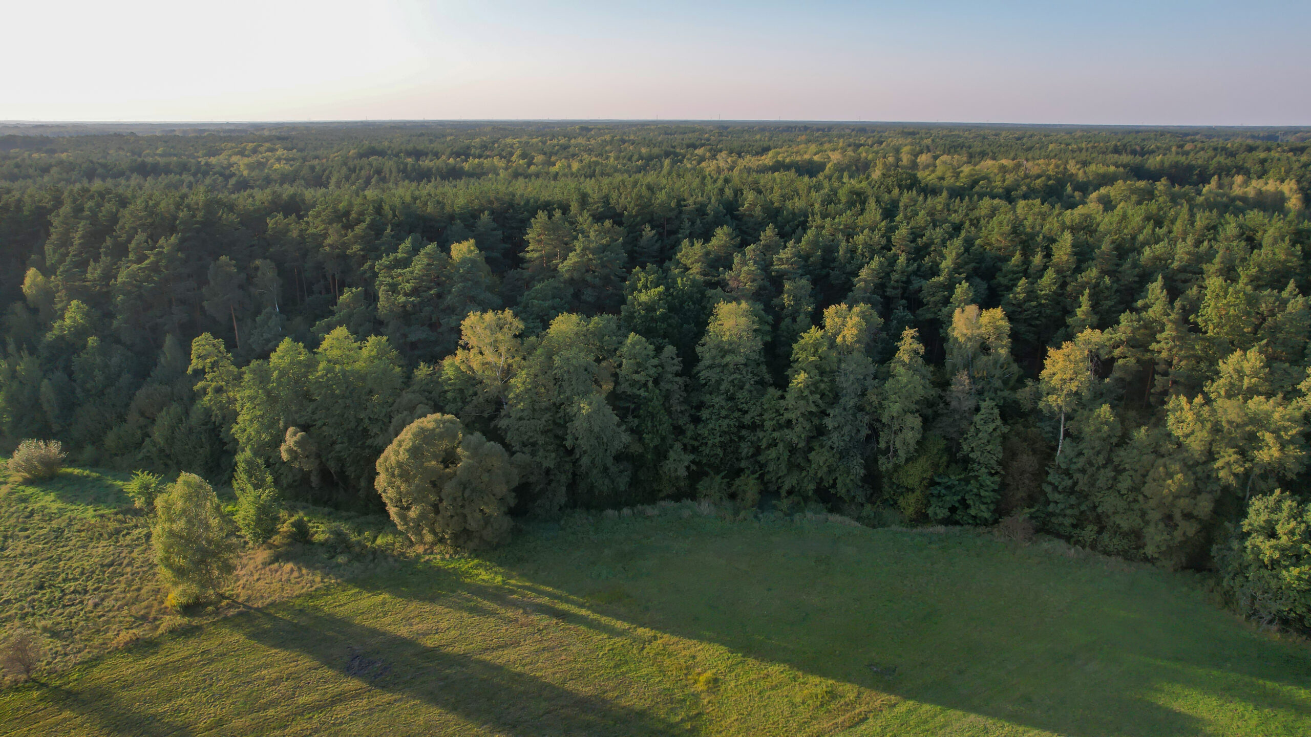 Rysiowa Góra, zalesiona wydma o wysokości 149 m n.p.m. nad doliną rzeki Długiej. zdjęcie