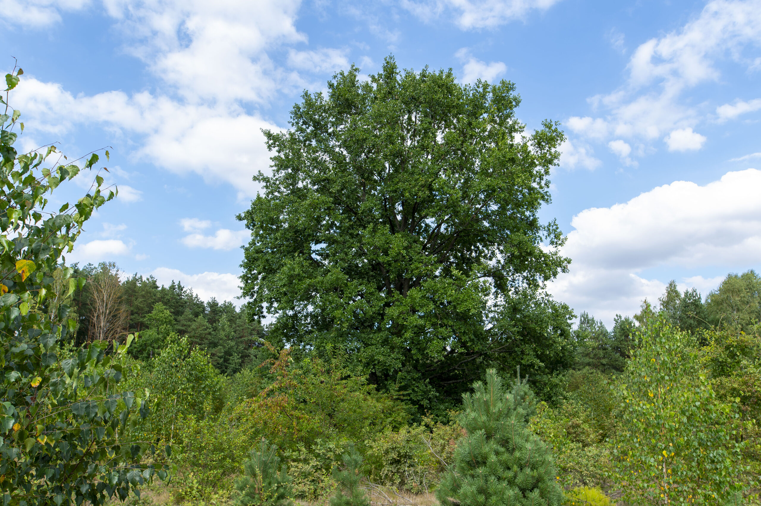 Pomnikowy dąb szypułkowy