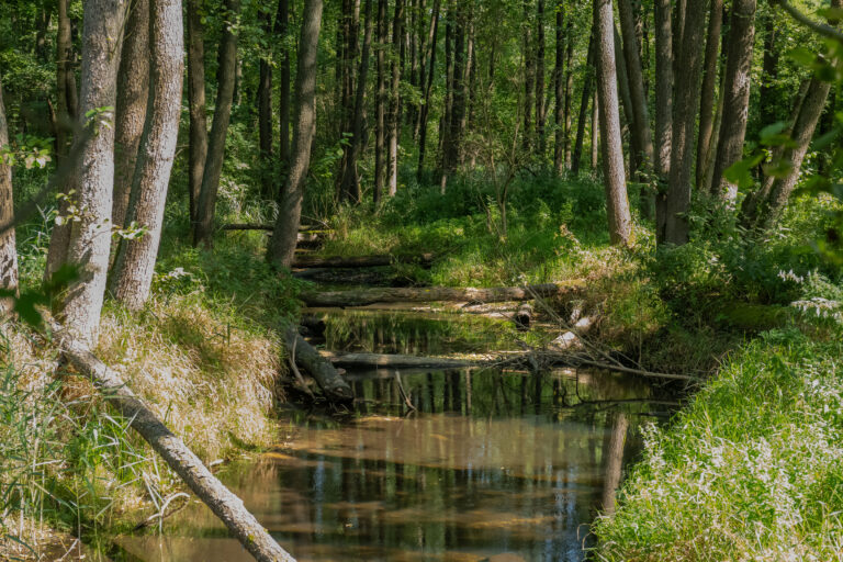 Meandrująca rzeka Rządza