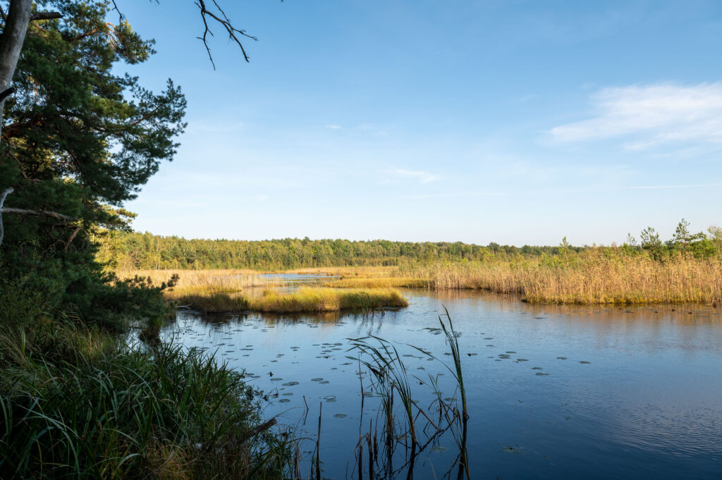 Torfowiskowy Rezerwat Przyrody Bagno Pogorzel