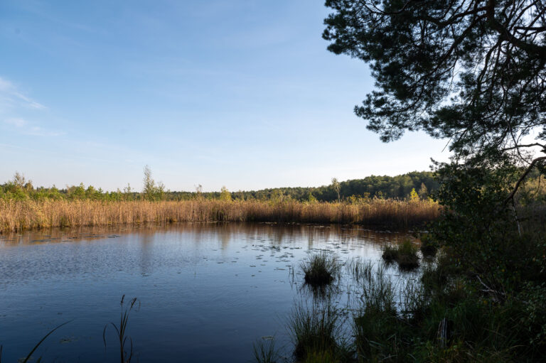 Torfowiskowy Rezerwat Przyrody Bagno Pogorzel 2