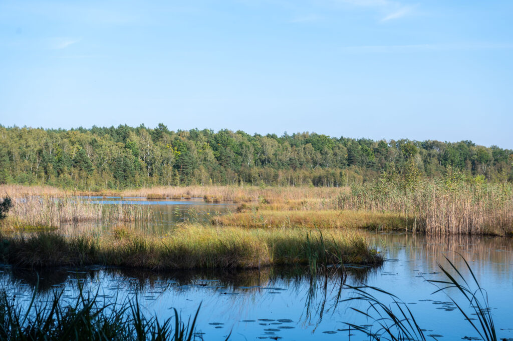 Torfowiskowy Rezerwat Przyrody Bagno Pogorzel 4