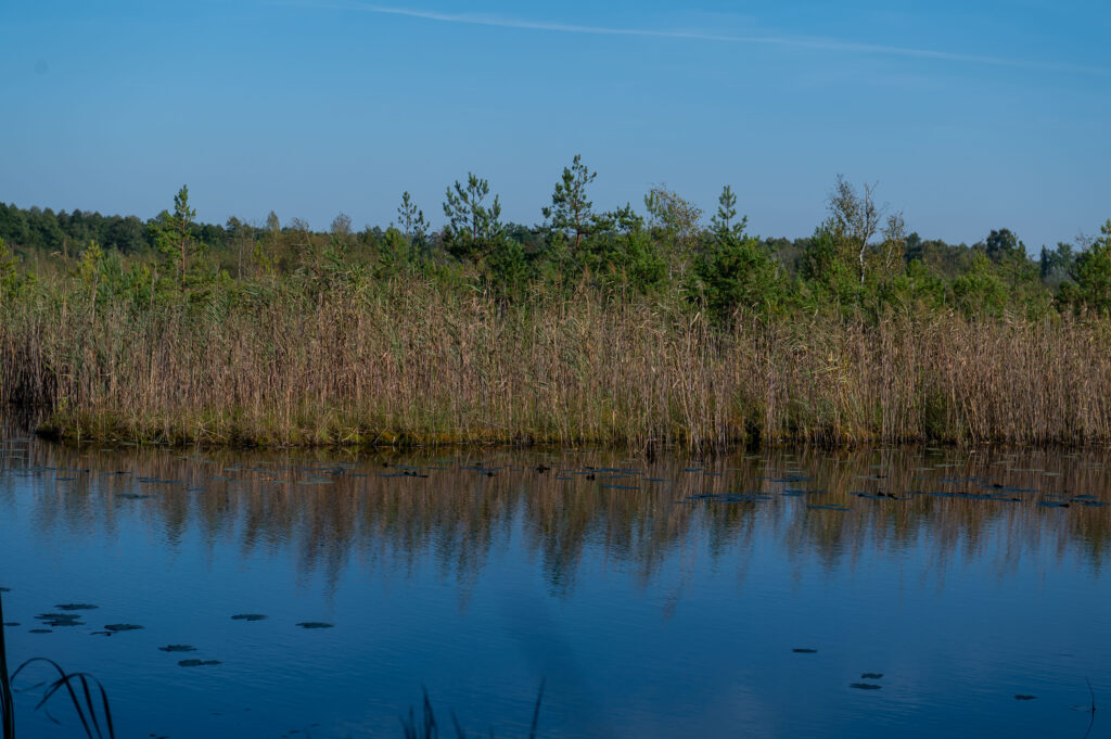 Torfowiskowy Rezerwat Przyrody Bagno Pogorzel 5